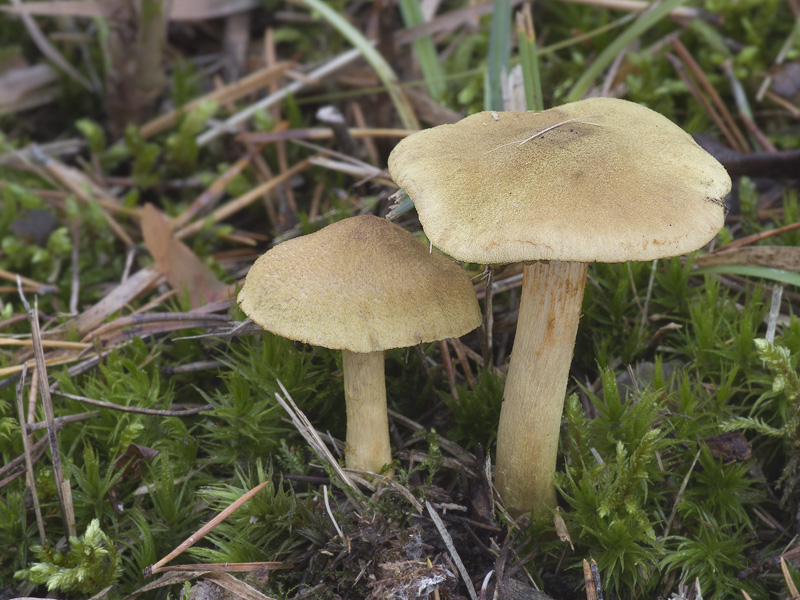 Cortinarius venetus